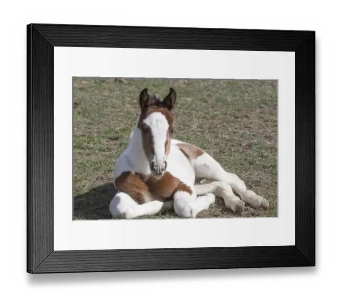 Framed Print : Pinto, Oldenburg warmblood, foal Framed Print : Pinto, Oldenburg warmblood, foal