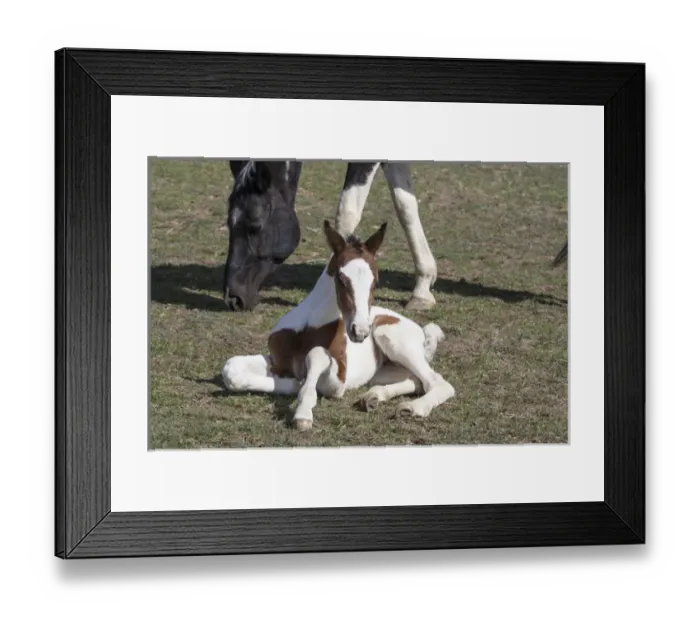 Framed Print : Pinto, Oldenburg warmblood, foal Framed Print : Pinto, Oldenburg warmblood, foal
