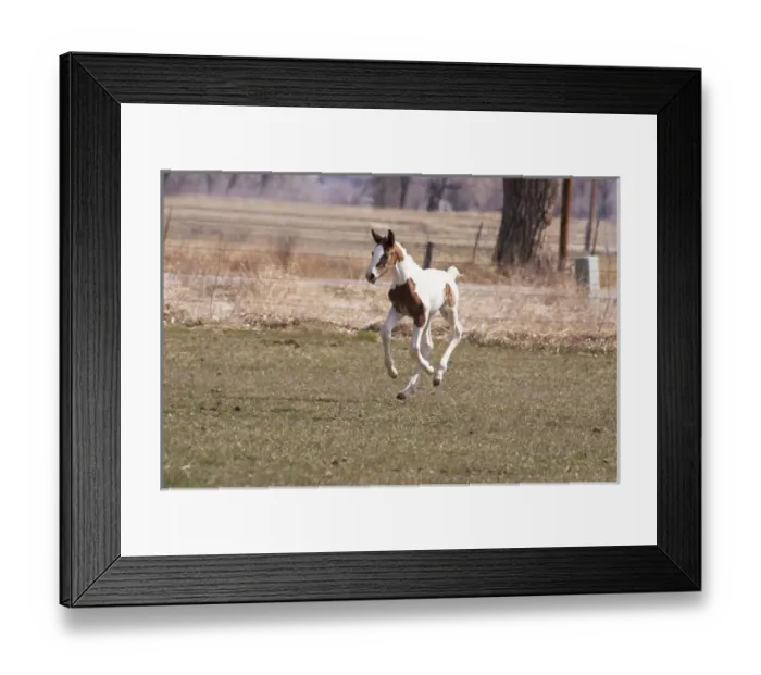 Framed Print : Oldenburg filly four feet off ground Framed Print : Oldenburg filly four feet off ground