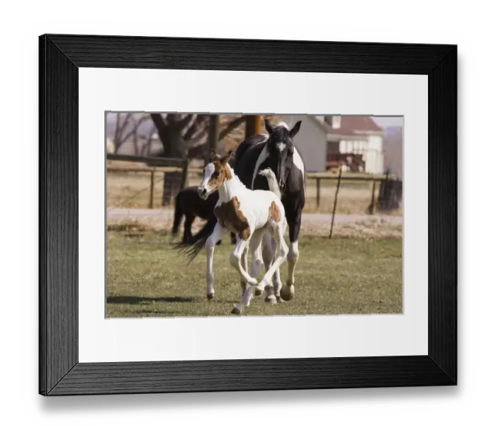 Framed Print : Oldenburg warmblood horse, filly, foal jumping and running
