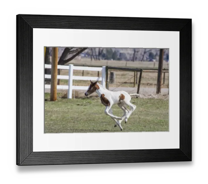 Framed Print : Pinto, Oldenburg warmblood, foal jumping and running 4 feet off the ground Framed Print : Pinto, Oldenburg warmblood, foal jumping and running 4 feet off the ground