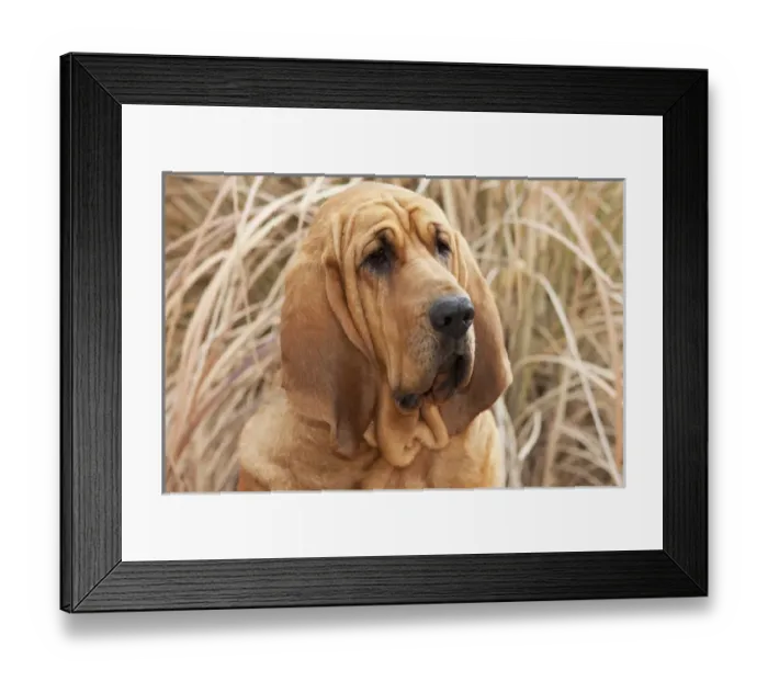 Framed Print : Purebred Bloodhound headshot in dried grass Framed Print : Purebred Bloodhound headshot in dried grass