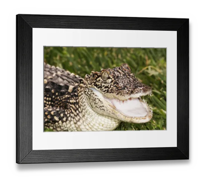 Framed Print : Young Alligator, mouth open, head and shoulders
