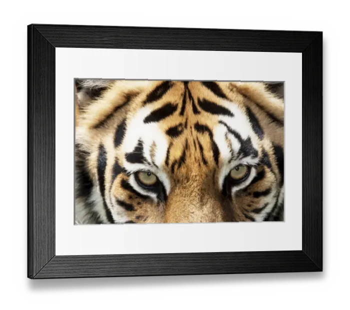 Framed Print : Bengal tiger eyes closeup Framed Print : Bengal tiger eyes closeup