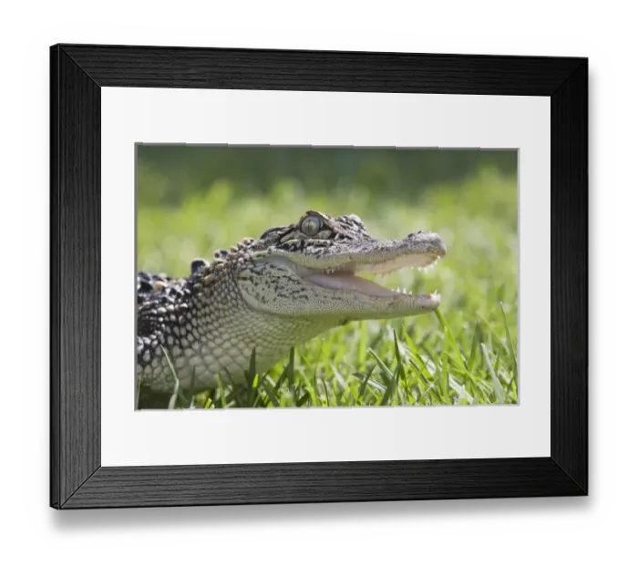 Framed Print : young alligator head, mouth open Framed Print : young alligator head, mouth open