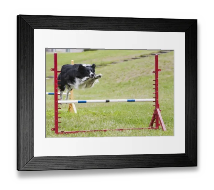 Framed Print : purebred border collie jumping agility jump Framed Print : purebred border collie jumping agility jump