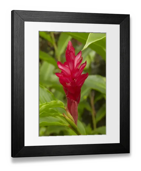 Framed Print : Red Ginger Flower (Alpinia purpurata), Coral Coast, Viti Levu, Fiji, South Pacific Framed Print : Red Ginger Flower (Alpinia purpurata), Coral Coast, Viti Levu, Fiji, South Pacific