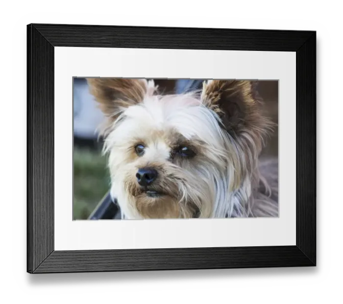 Framed Print : Close up head witching with intent Framed Print : Close up head witching with intent