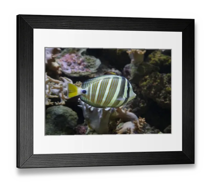 Framed Print : Sailfin tang (Zebrasoma veliferum), Kula Eco Park, Coral Coast, Viti Levu, Fiji Framed Print : Sailfin tang (Zebrasoma veliferum), Kula Eco Park, Coral Coast, Viti Levu, Fiji