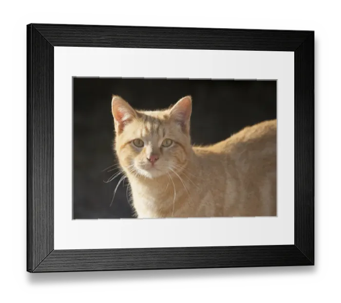 Framed Print : Domestic Shorthair Cat Framed Print : Domestic Shorthair Cat