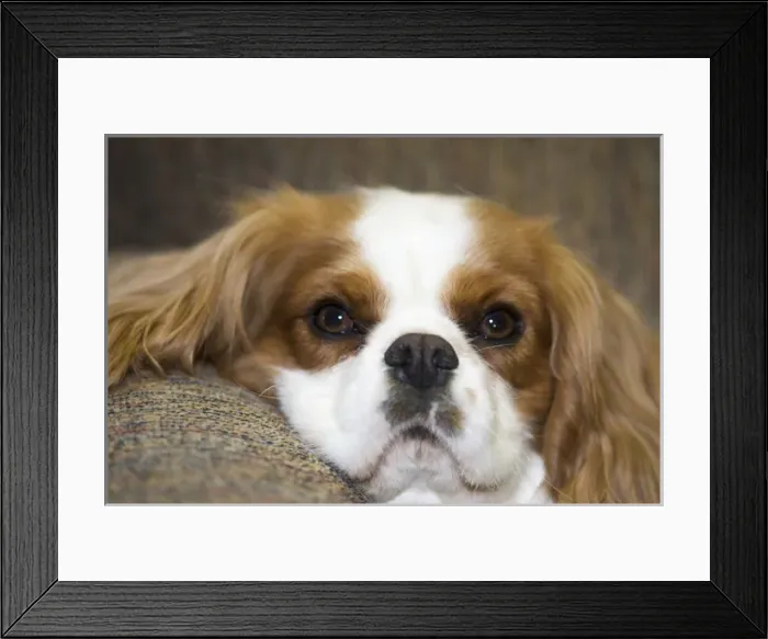 Framed Print : purebred cavalier king charles spaniel lounging on couch Framed Print : purebred cavalier king charles spaniel lounging on couch