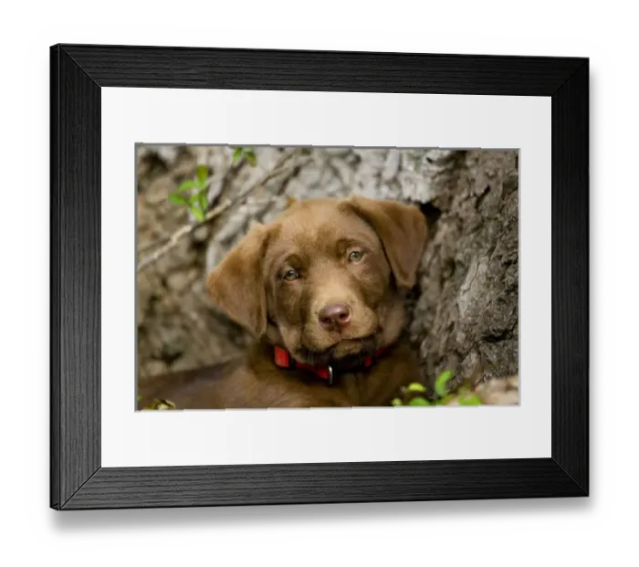 Framed Print : purebred chocolat labrador retriever puppy 9 weeks old head shot