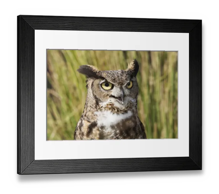 Framed Print : Bubo virginianus, Great Horned Owl, head and shoulder shot Framed Print : Bubo virginianus, Great Horned Owl, head and shoulder shot