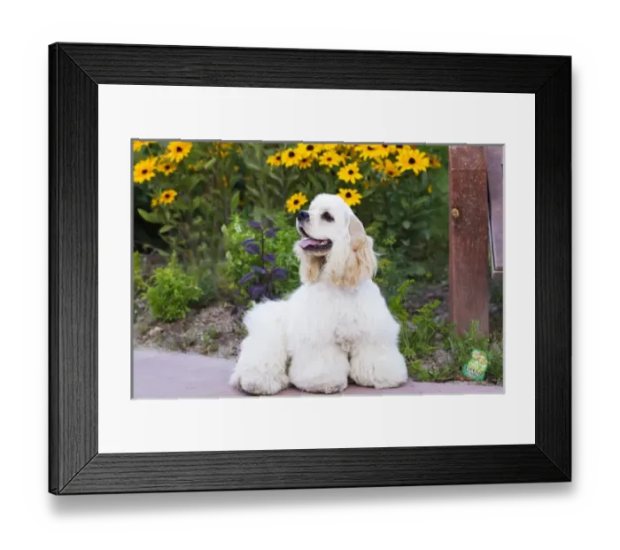 Framed Print : Purebred Cocker Spaniel Framed Print : Purebred Cocker Spaniel
