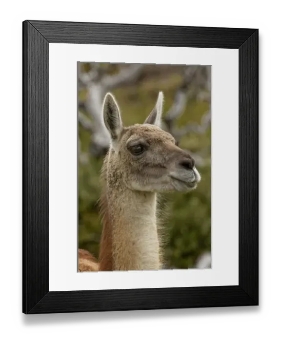 Framed Print : Guanaco portrait, Torres del Paine National Park, Chile, South America. Patagonia Framed Print : Guanaco portrait, Torres del Paine National Park, Chile, South America. Patagonia