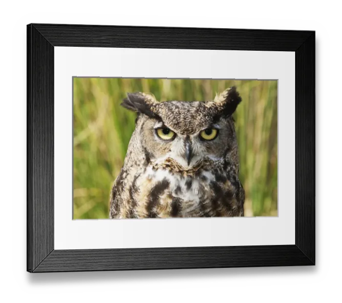 Framed Print : Bubo virginianus, Great Horned Owl, head and shoulder shot Framed Print : Bubo virginianus, Great Horned Owl, head and shoulder shot