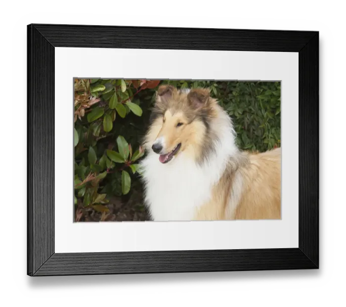 Framed Print : purebred rough collie head, shoulders in front of greenery Framed Print : purebred rough collie head, shoulders in front of greenery