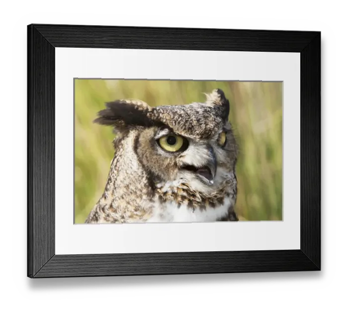 Framed Print : Bubo virginianus, Great Horned Owl, head and shoulder shot Framed Print : Bubo virginianus, Great Horned Owl, head and shoulder shot