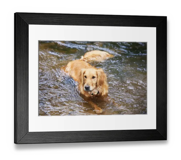 Framed Print : Purebred Golden Retriever, lying in mountain stream Framed Print : Purebred Golden Retriever, lying in mountain stream