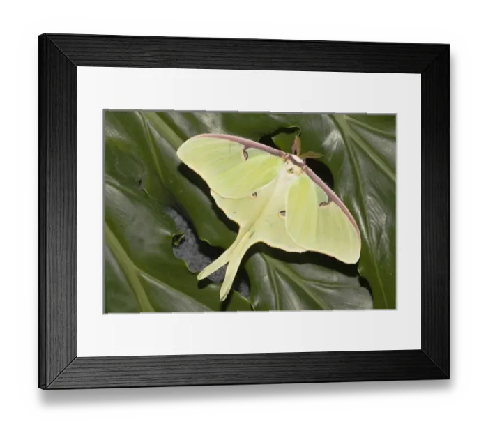 Framed Print : Actias luna, Luna moth on green leaves Framed Print : Actias luna, Luna moth on green leaves