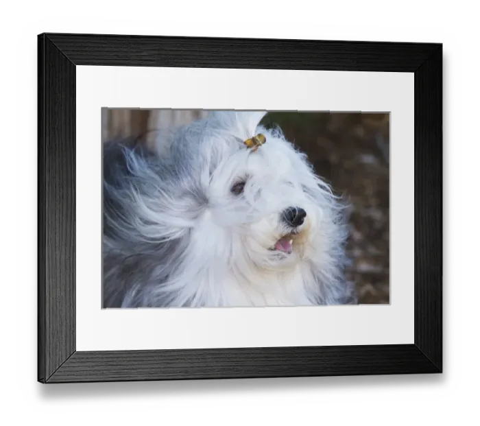 Framed Print : Purebred Havanese coat blowing in the wind Framed Print : Purebred Havanese coat blowing in the wind