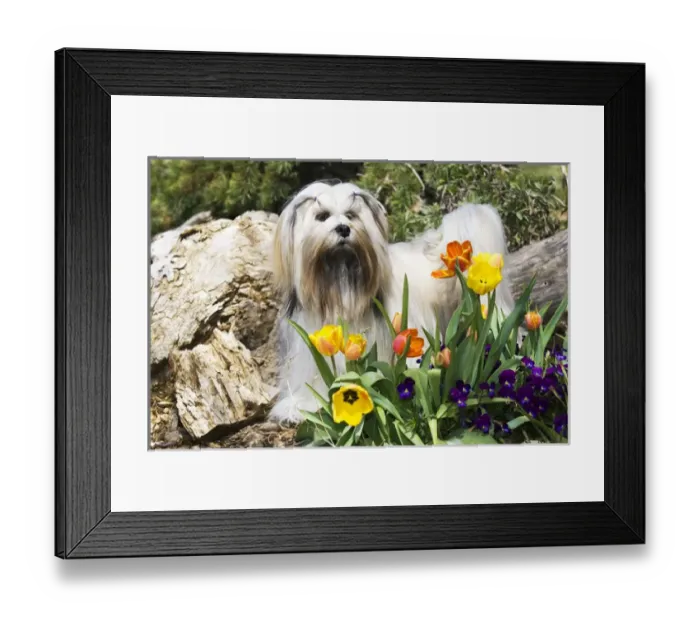 Framed Print : Purebred Lhasa Apso stading in spring flowers Framed Print : Purebred Lhasa Apso stading in spring flowers