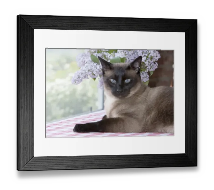 Framed Print : Siamese cat on checkered table cloth with lilacs Framed Print : Siamese cat on checkered table cloth with lilacs