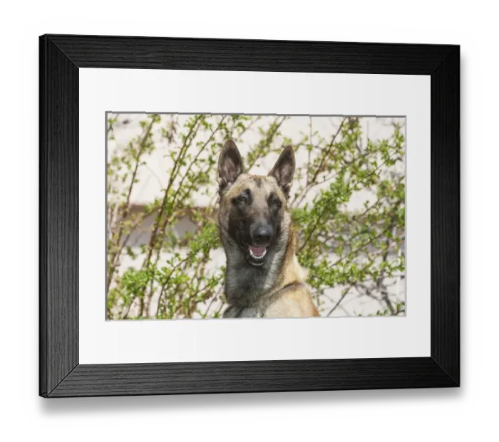 Framed Print : Purebred Malinois in front of bushes and light tan building Framed Print : Purebred Malinois in front of bushes and light tan building