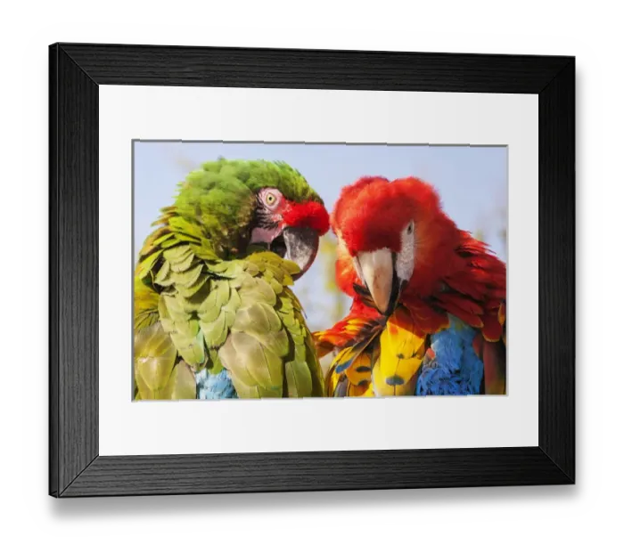 Framed Print : Two Macaws preening