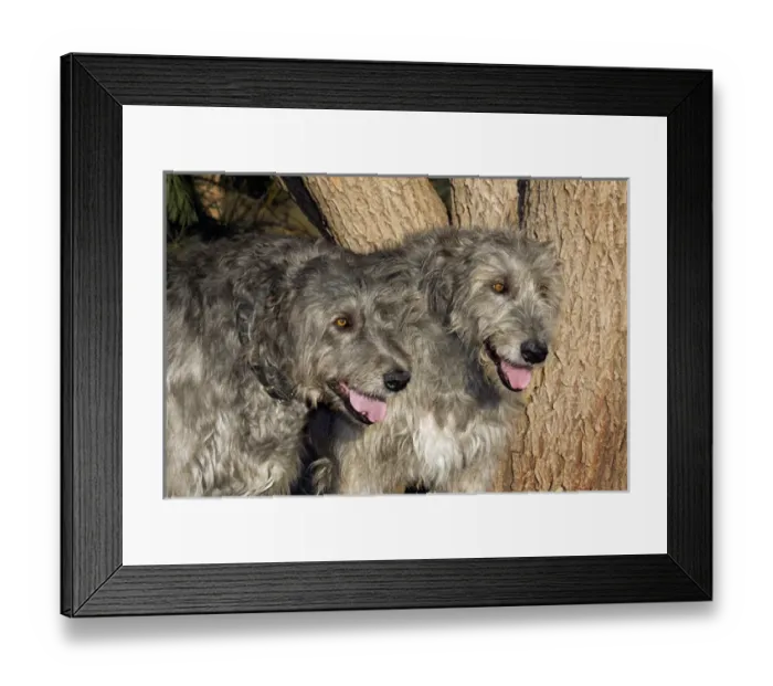 Framed Print : Purebred Irish Wolfhound two by a tree Framed Print : Purebred Irish Wolfhound two by a tree