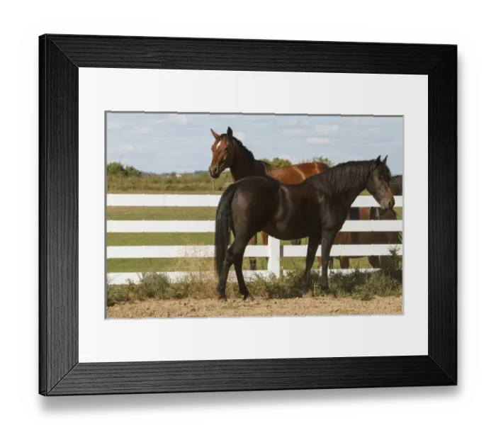 Framed Print : Horse visiting over fence
