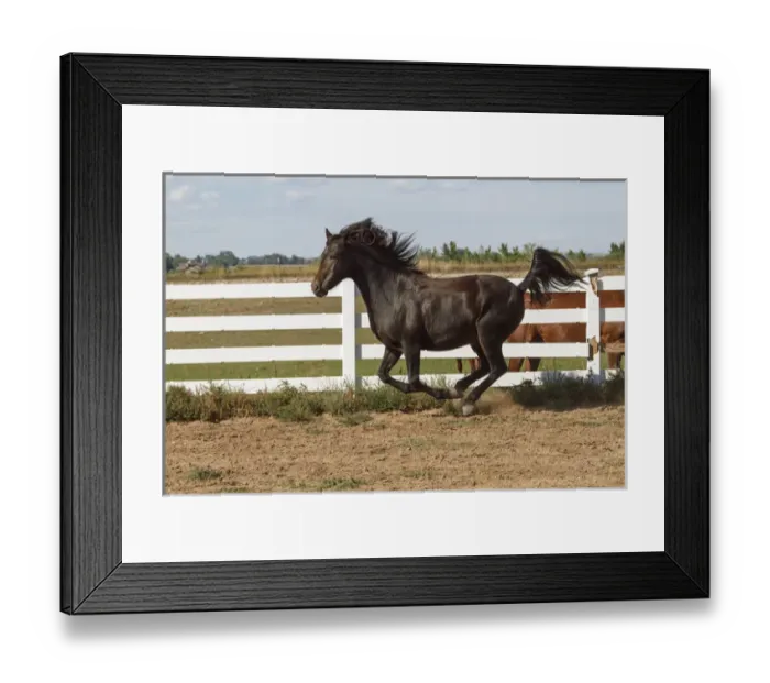 Framed Print : Morgan Horse running along white fence