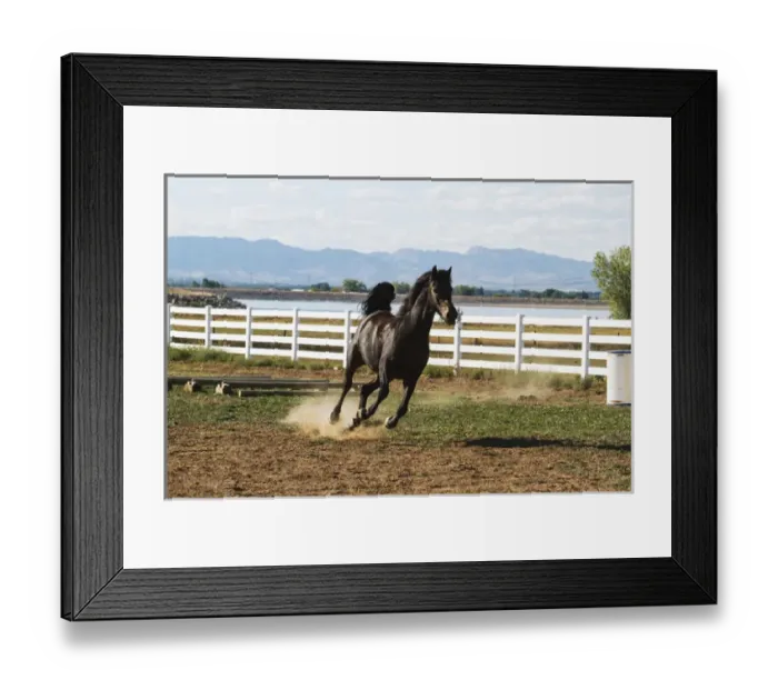 Framed Print : Horse running