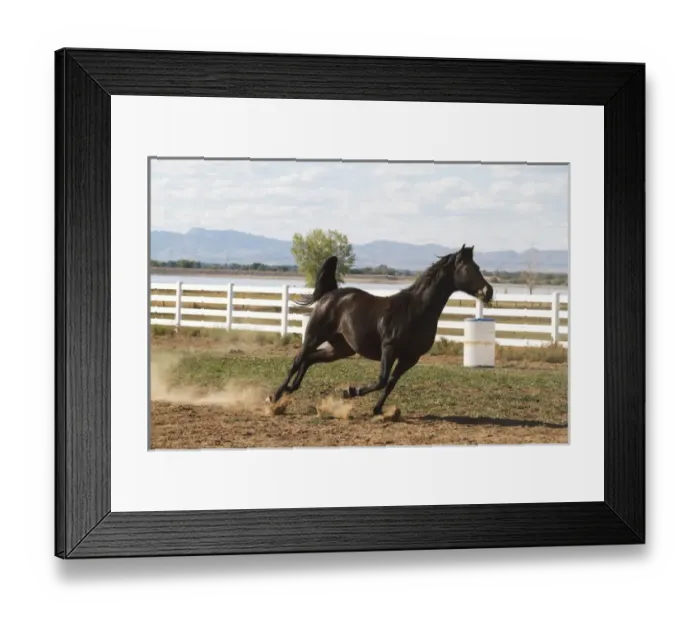 Framed Print : Horse running in pasture Framed Print : Horse running in pasture