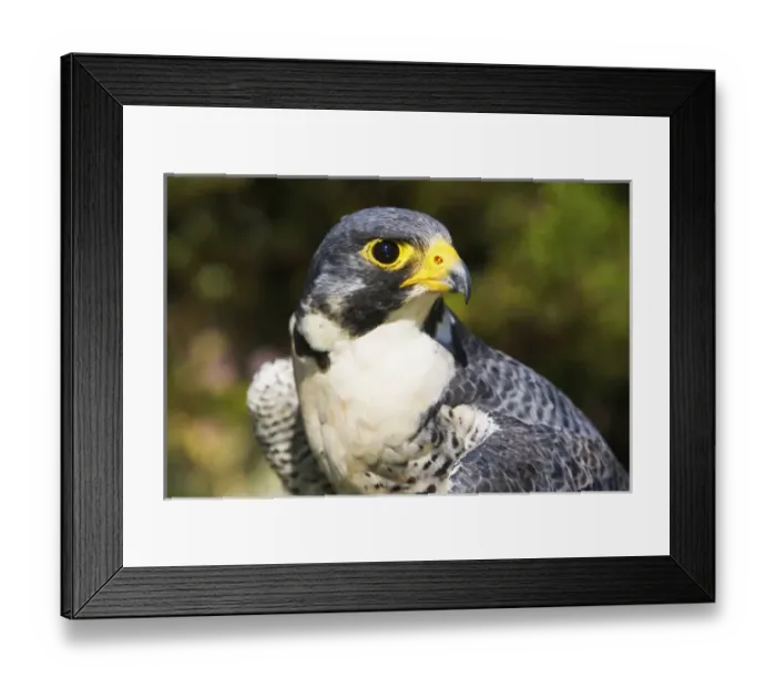 Framed Print : peregrin falcon bright eye looking wary Framed Print : peregrin falcon bright eye looking wary