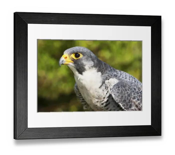 Framed Print : Peregrin Falcon Head and shoulders, about to take flight Framed Print : Peregrin Falcon Head and shoulders, about to take flight