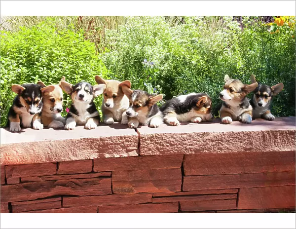 Pembroke Welsh Corgi puppies lined up at flagstone wall