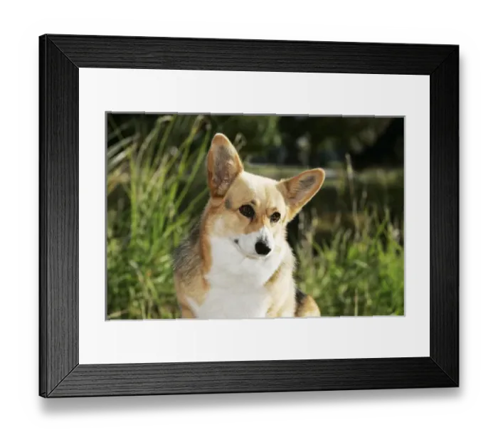 Framed Print : Pembroke Welsh Corgi, Garden Framed Print : Pembroke Welsh Corgi, Garden