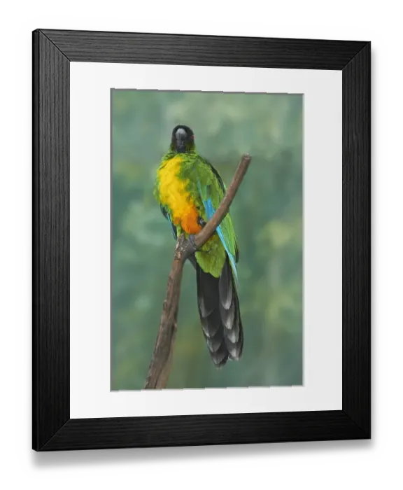 Framed Print : Sulphur-breasted Musk Parrot (Prosopeia personata), Kula Eco Park, Coral Coast, Viti Levu Framed Print : Sulphur-breasted Musk Parrot (Prosopeia personata), Kula Eco Park, Coral Coast, Viti Levu