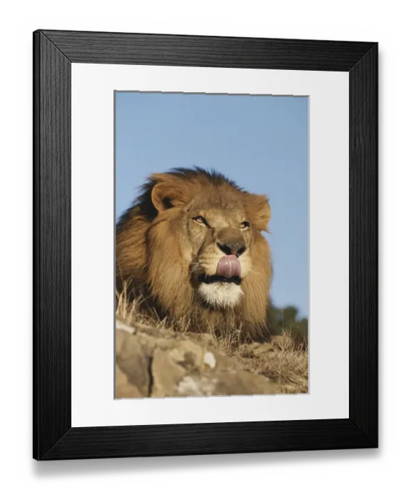 Framed Print : African Lion (Panthera Leo), African savannah, Captive