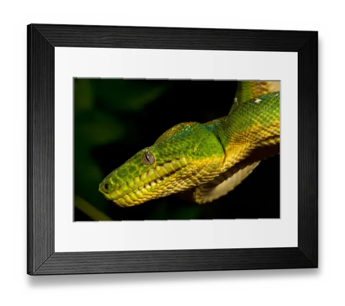 Framed Print : Emerald Tree Boa Corallus caninus Native to Northern South America Habitat - Arboreal Framed Print : Emerald Tree Boa Corallus caninus Native to Northern South America Habitat - Arboreal