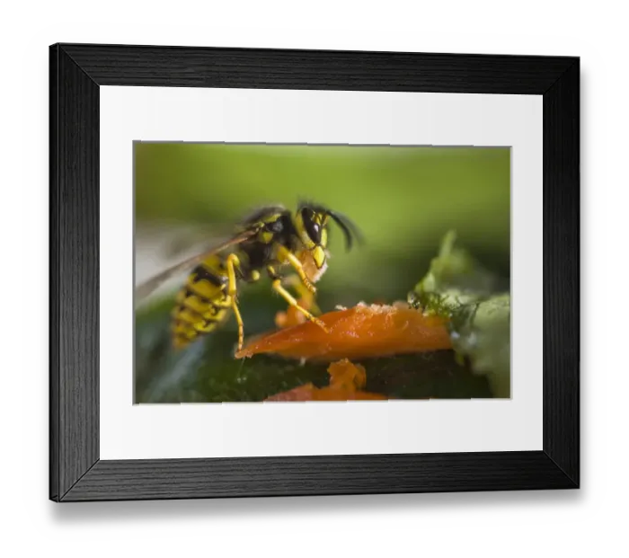 Framed Print : Yellow Jacket munching on Salmon Framed Print : Yellow Jacket munching on Salmon