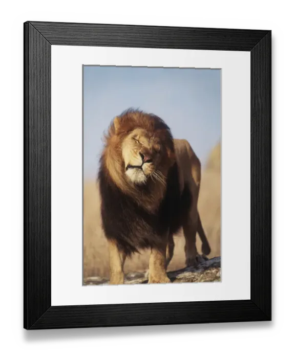 Framed Print : Africa, Male African Lion (Panthera leo) Framed Print : Africa, Male African Lion (Panthera leo)