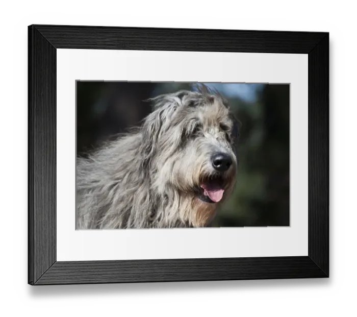 Framed Print : Portrait of an Irish Wolfhound Framed Print : Portrait of an Irish Wolfhound