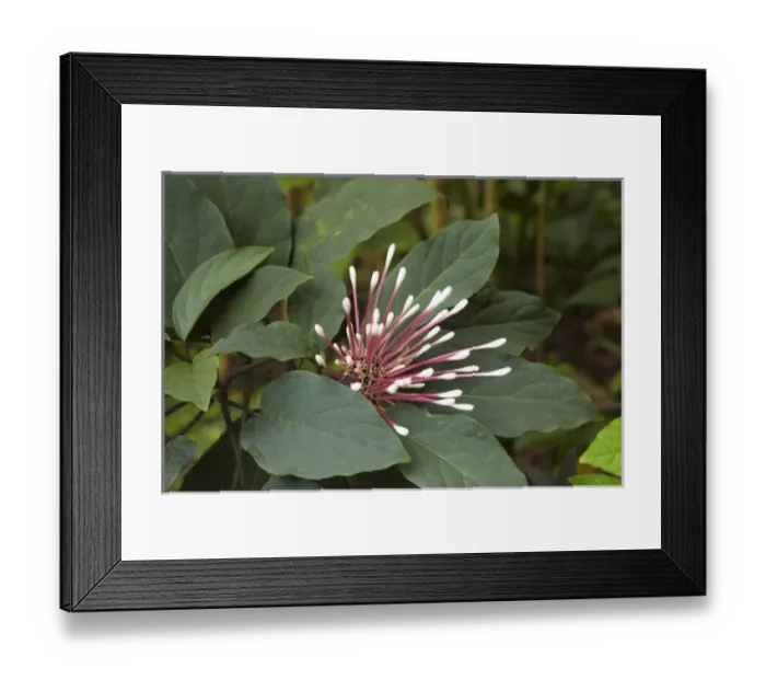 Framed Print : Tropical flower in garden, Coral Coast, Viti Levu, Fiji, South Pacific Framed Print : Tropical flower in garden, Coral Coast, Viti Levu, Fiji, South Pacific