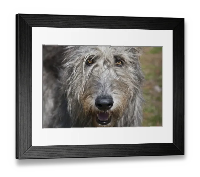 Framed Print : Portrait of an Irish Wolfhound