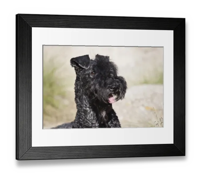 Framed Print : Portrait of a Kerry Blue Terrier Framed Print : Portrait of a Kerry Blue Terrier