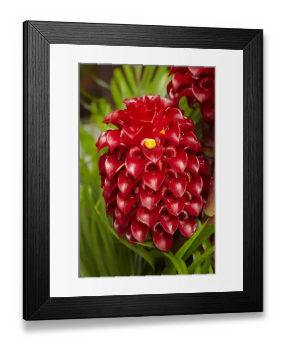Framed Print : Tropical flower in garden, Coral Coast, Viti Levu, Fiji, South Pacific Framed Print : Tropical flower in garden, Coral Coast, Viti Levu, Fiji, South Pacific