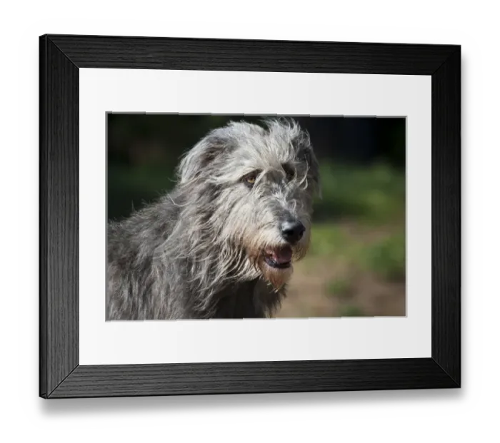 Framed Print : Portrait of an Irish Wolfhound Framed Print : Portrait of an Irish Wolfhound