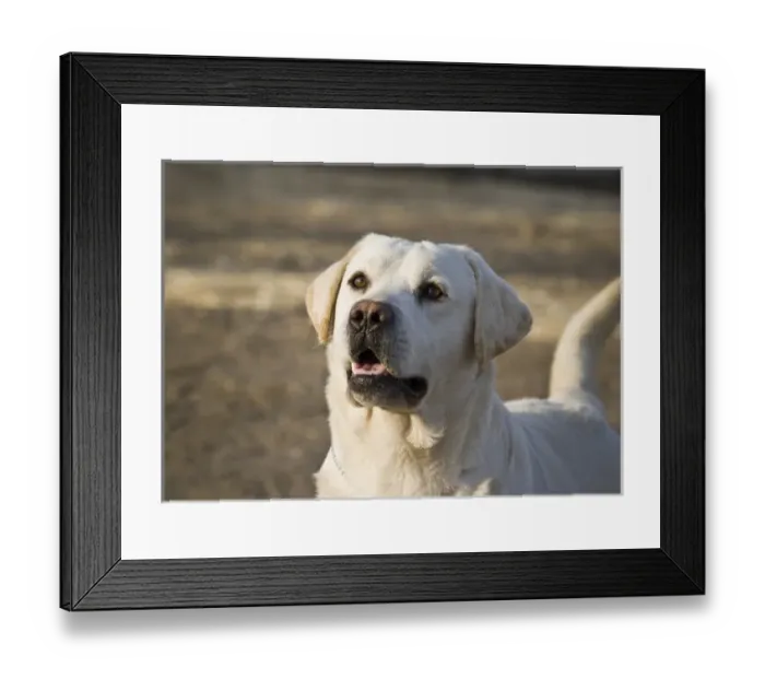 Framed Print : Yellow Labrador Retriever waiting Framed Print : Yellow Labrador Retriever waiting